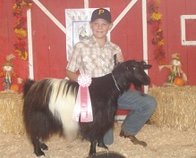 Bells Goats Fancy Girl